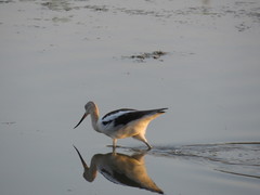 Recurvirostra americana