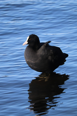 Fulica atra
