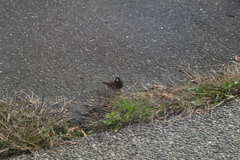 Junco hyemalis