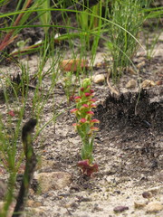 Disa pygmaea