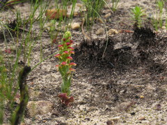 Disa pygmaea