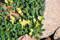 Linaria japonica