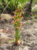 Disa pygmaea - Photo (c) Jeremy Gilmore, some rights reserved (CC BY), uploaded by Jeremy Gilmore