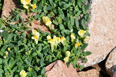 Linaria japonica