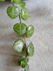 Peperomia prostrata