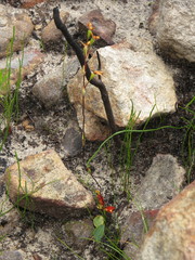 Disa obliqua clavigera