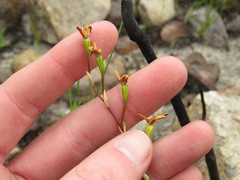 Disa obliqua clavigera
