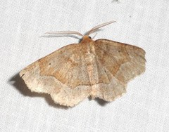 Metarranthis indeclinata