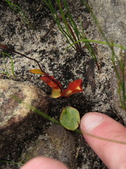 Disa obliqua clavigera
