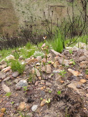 Disa obliqua clavigera