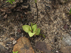 Disa obliqua clavigera