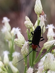 Stenosphenus dolosus