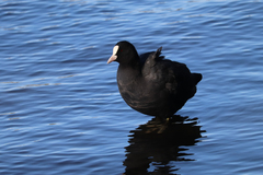 Fulica atra