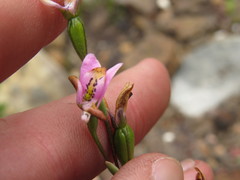 Disa obliqua clavigera