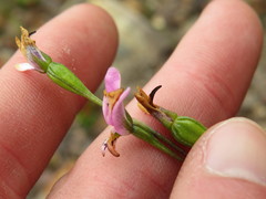 Disa obliqua clavigera