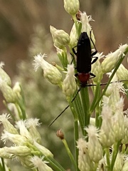 Stenosphenus dolosus