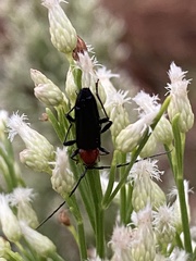 Stenosphenus dolosus