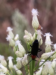 Stenosphenus dolosus