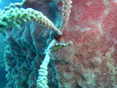 Stephanolepis setifer