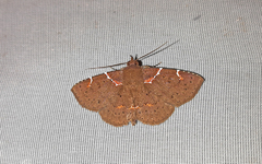 Antiblemma lacteigera