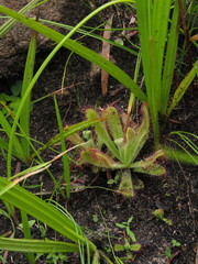 Drosera ericgreenii
