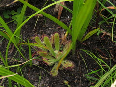 Drosera ericgreenii