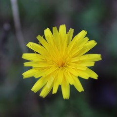 Krigia dandelion