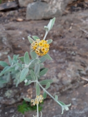 Buddleja cordobensis