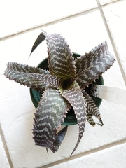 Orthophytum gurkenii