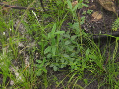 Rhynchosia leucoscias