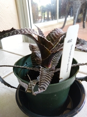 Orthophytum gurkenii