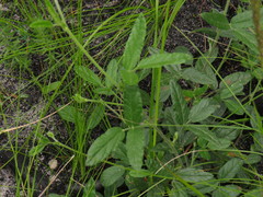 Rhynchosia leucoscias
