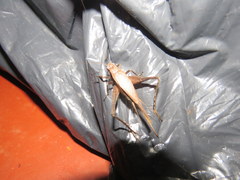Eneoptera surinamensis