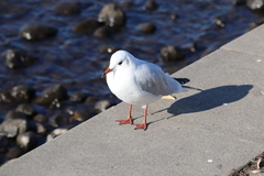 Chroicocephalus ridibundus