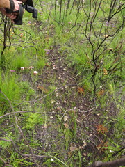 Drosera ericgreenii
