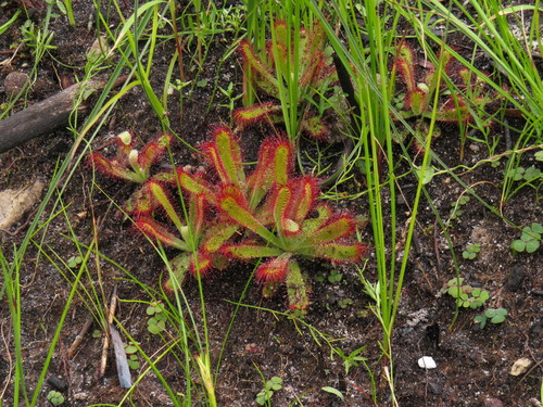 Image of Drosera ericgreenii by (c) Jeremy Gilmore, some rights reserved (CC BY)