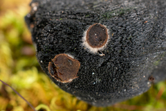 Ascobolus carbonarius