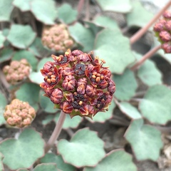Pozoa coriacea