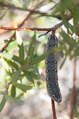 Hyles vespertilio