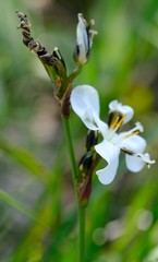 Aristea teretifolia