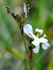 Aristea teretifolia