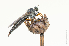 Neomochtherus pallipes