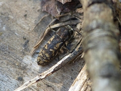 Acmaeoderella adspersula