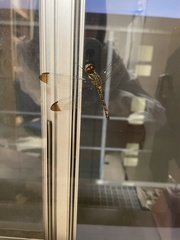 Sympetrum infuscatum