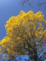 Handroanthus umbellatus