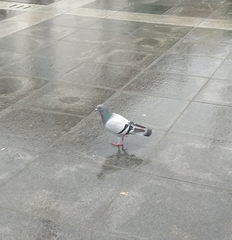 Columba livia domestica