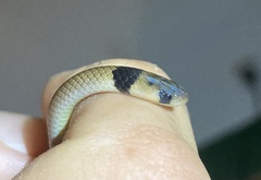 Aparallactus lunulatus