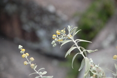 Buddleja cordobensis