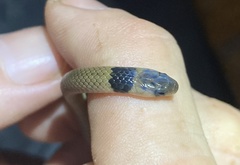 Aparallactus lunulatus