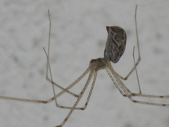 Holocnemus pluchei